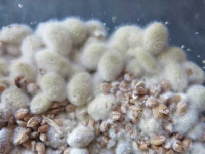 Koji: An Ancient Mold and Its Modern Renaissance